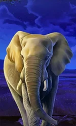 African Elephant